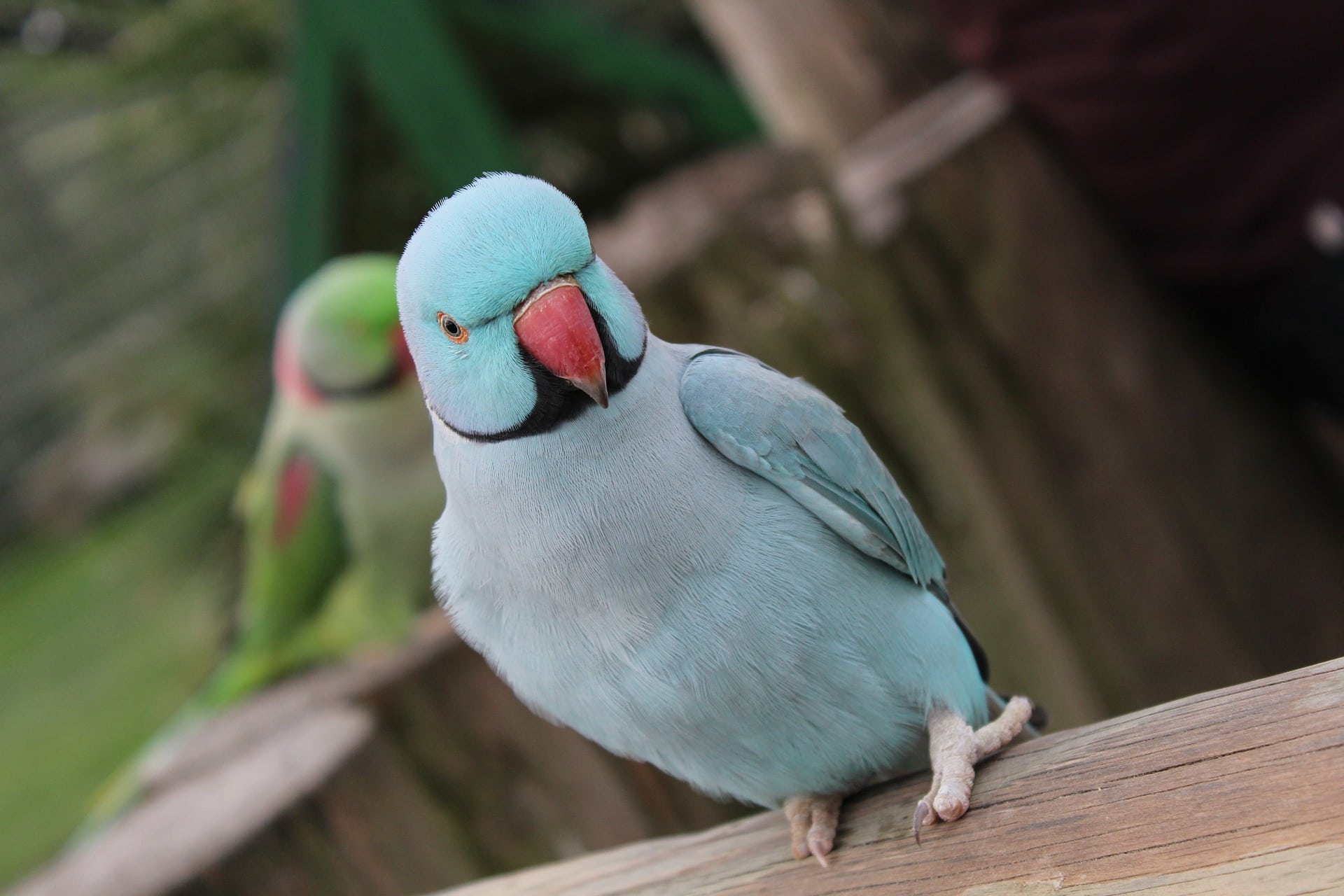 Indian ringneck попугай. Ожереловый попугай голубой. Ожереловый попугай синий. Ожереловый попугай фото. Говорящий ожереловый