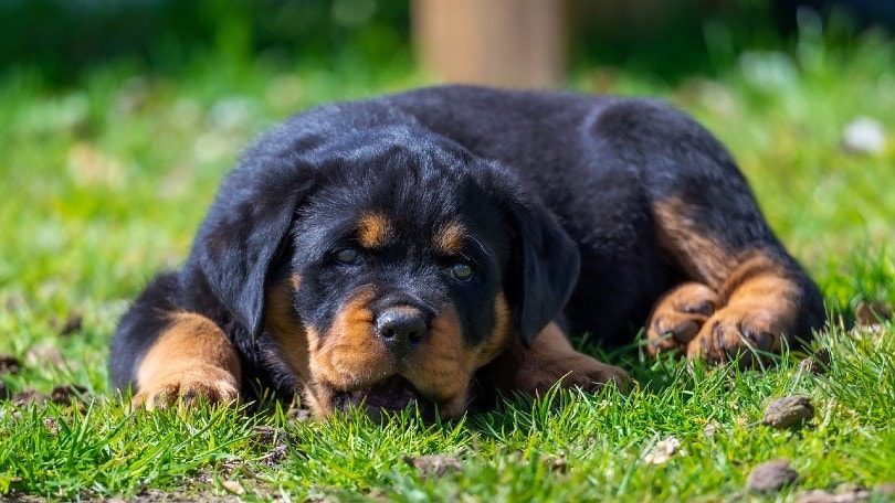 Read more about the article 10 основных принадлежностей для ротвейлера, которые помогут вам начать с вашей новой собакой