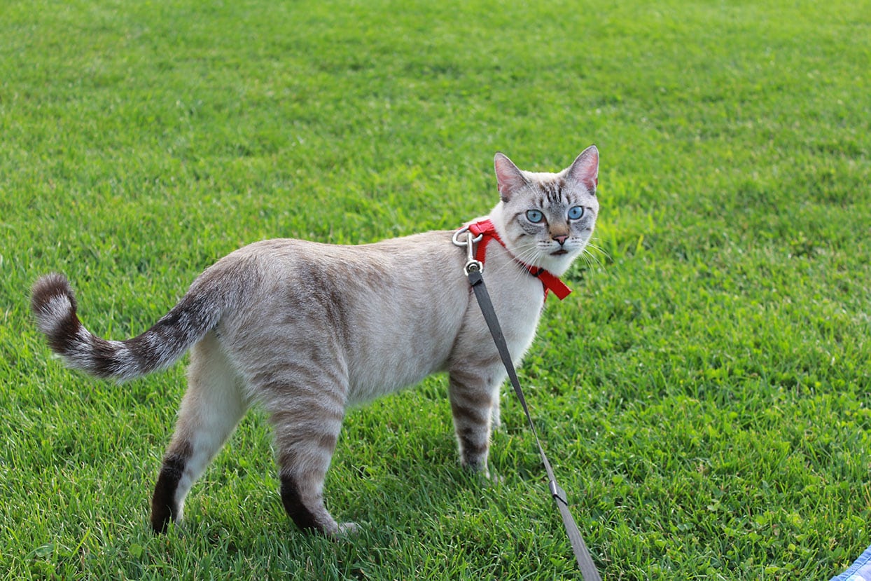 You are currently viewing 10 отличных советов о том, как дрессировать сиамскую кошку