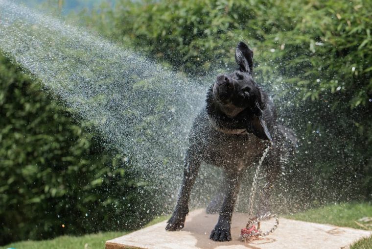 черная собака играет в фонтане