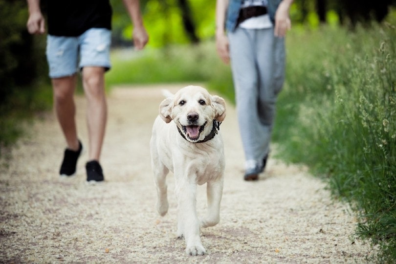 Read more about the article 10 отличных парков для собак без поводка в Далласе, штат Техас, которые вы можете посетить сегодня