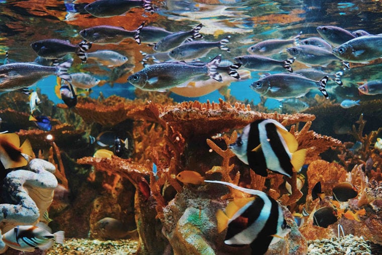 разнообразие рыб внутри украшенного аквариума