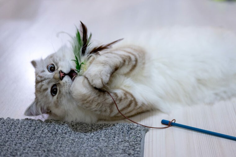 серо-белый кот играет с игрушкой на полу
