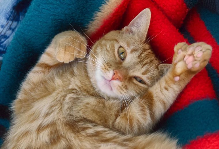 оранжевая полосатая полидактильная кошка