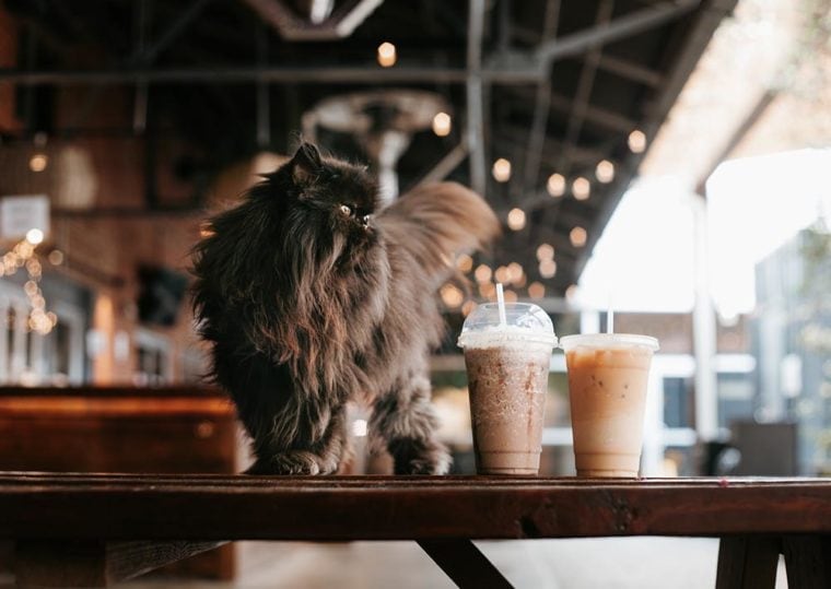 кошка в кафе