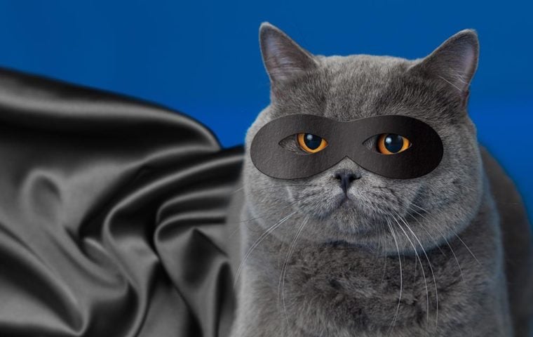 серый кот в черном плаще и маске супергероя