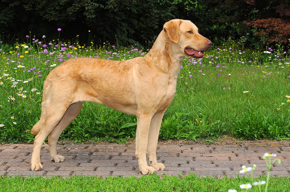 Read more about the article 130+ имен чесапик-бей-ретриверов: идеи для выносливых охотничьих собак