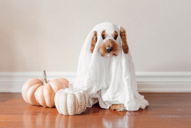 собака в костюме призрака