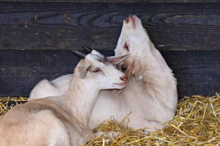 Две белые козы лежат на свежем сене