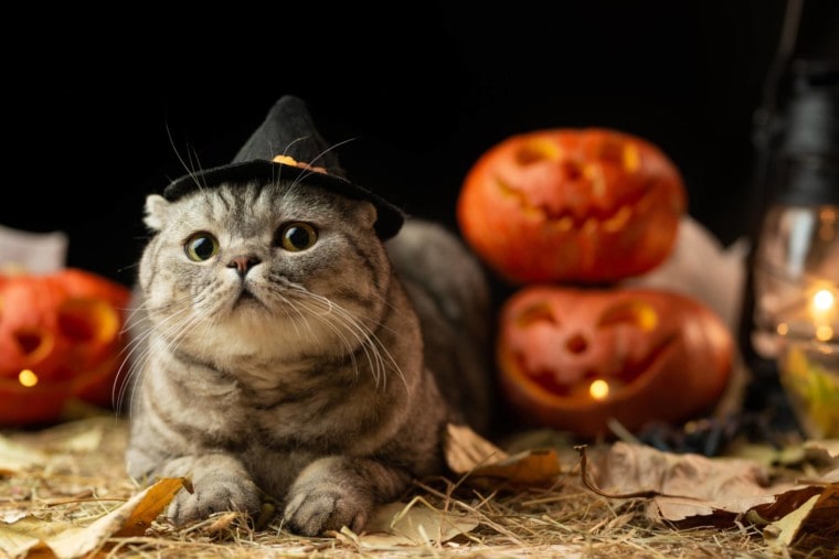 костюм кота на хэллоуин