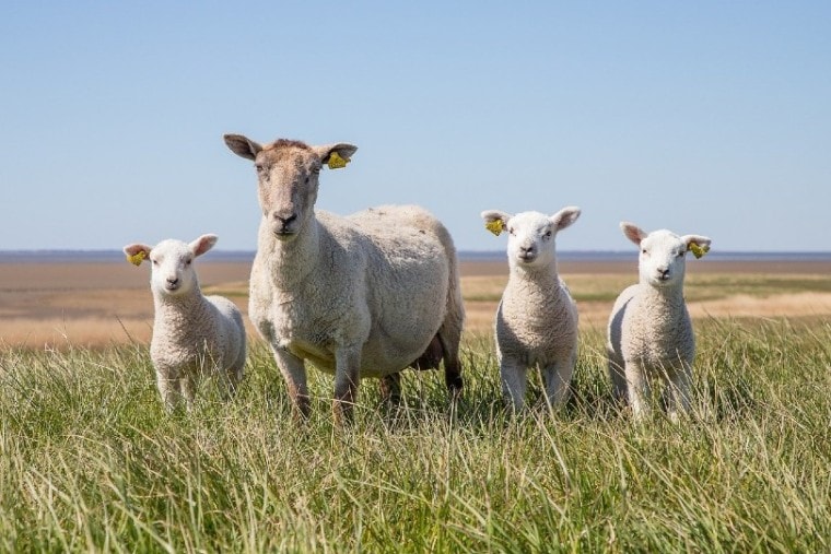 мать-овца и ее детеныши в поле
