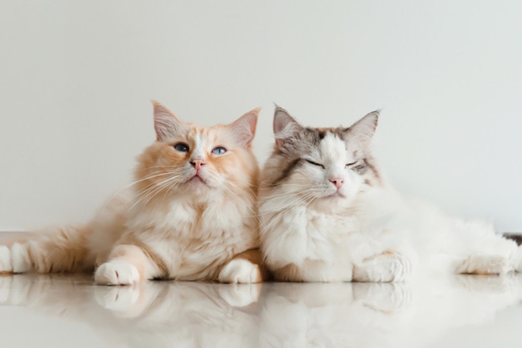 две кошки-рэгдоллы лежат дома на полу
