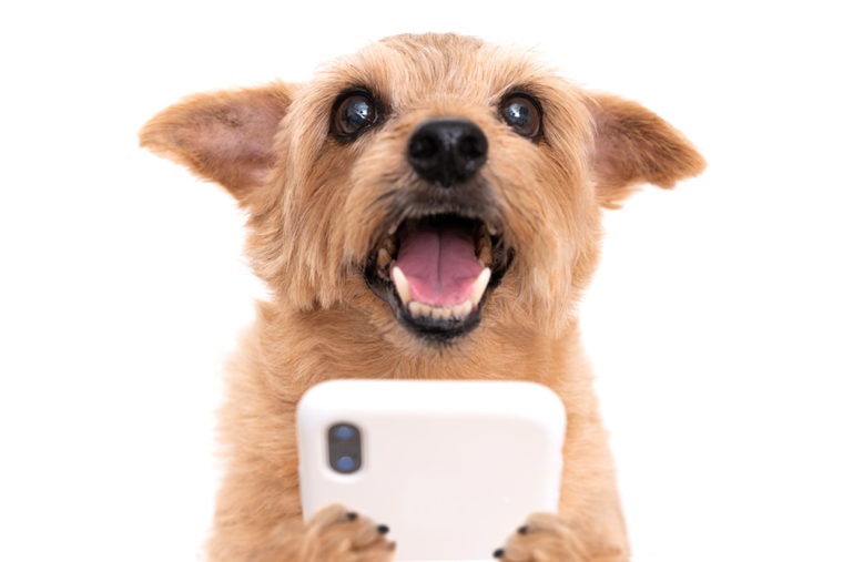 Собака с помощью телефона