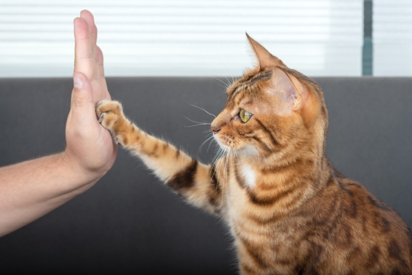 You are currently viewing Как научить кошку давать пять: 4 совета и хитрости