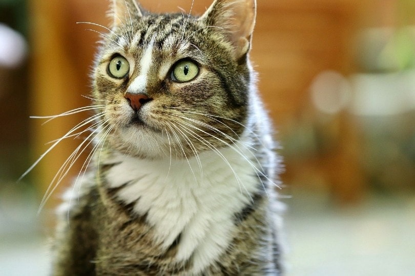 Read more about the article 17 увлекательных фактов о кошачьих усах (вы никогда не знали)