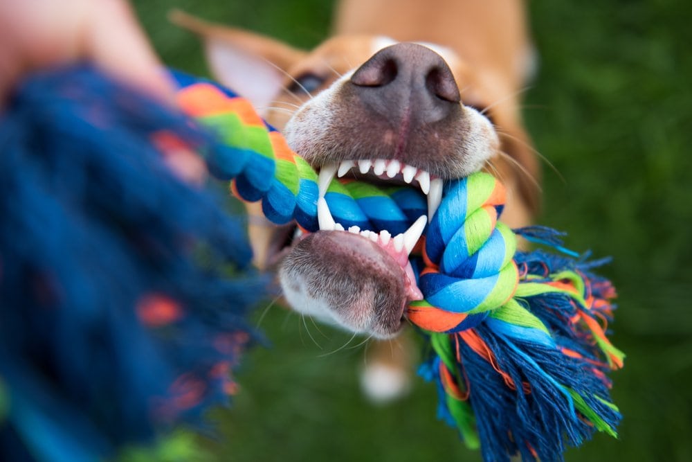 Чистить собачьи зубы веревочной игрушкой