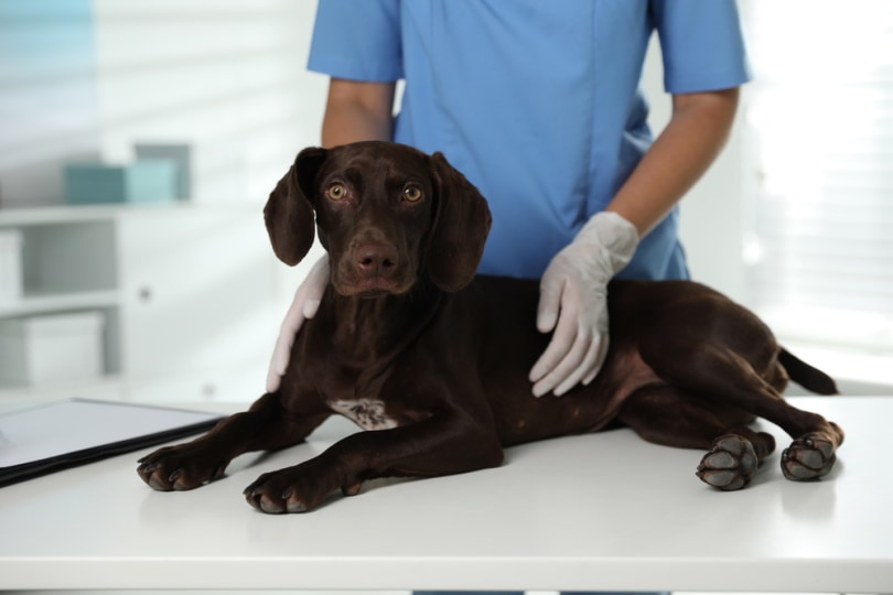 Read more about the article Невропатия у собак (ответ ветеринара): признаки, причины и лечение