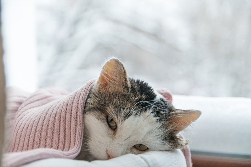 больной кот, покрытый одеялом, зимой лежит на окне