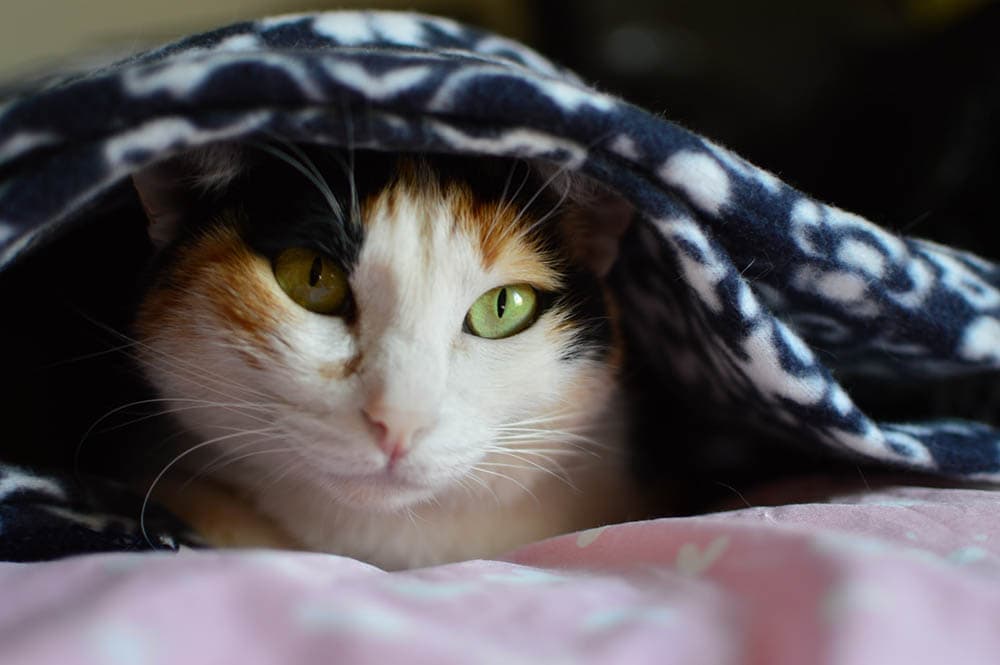 Read more about the article Есть ли у кошек ресницы?  Зависит ли это от породы?