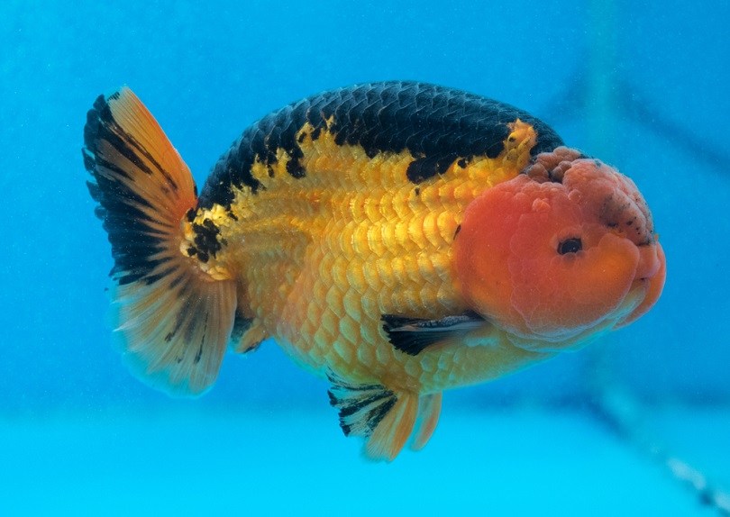 Ранчу Фэнси Золотая рыбка