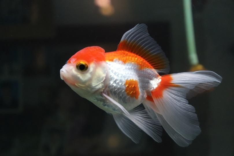 Золотая рыбка оранда красно-белая_chanathip c_shutterstock