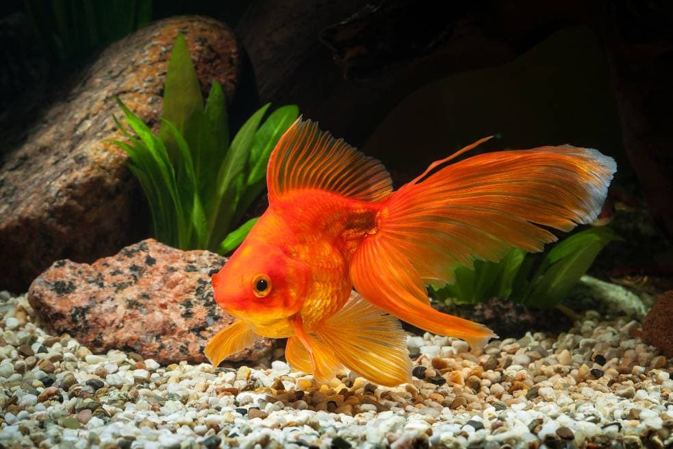Веерообразная золотая рыбка, вид сбоку_