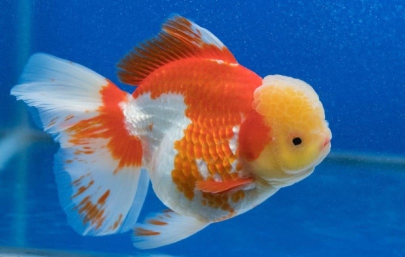 Оранжевые и белые золотые рыбки лиончу, изолированные на голубом