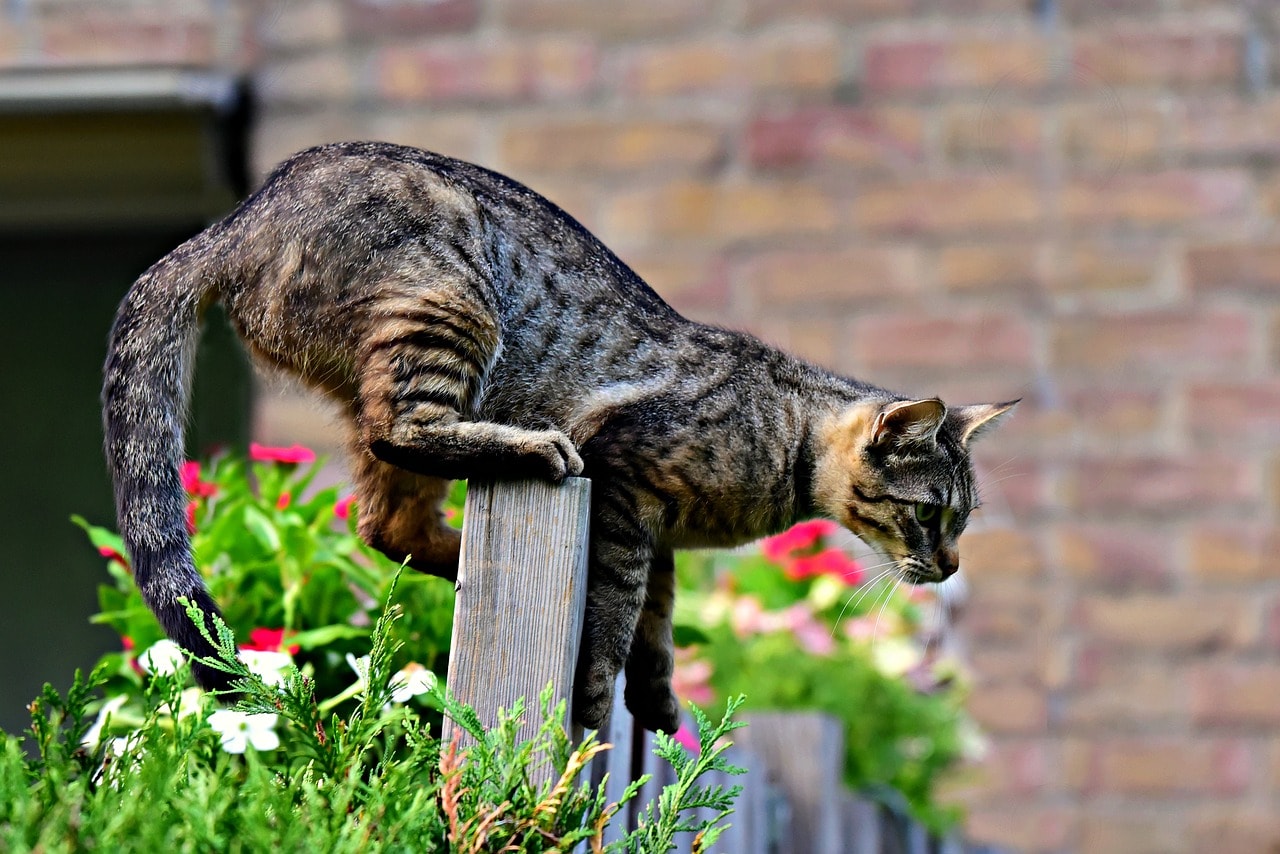Read more about the article Как не пускать кошек в свой сад: 10 проверенных способов