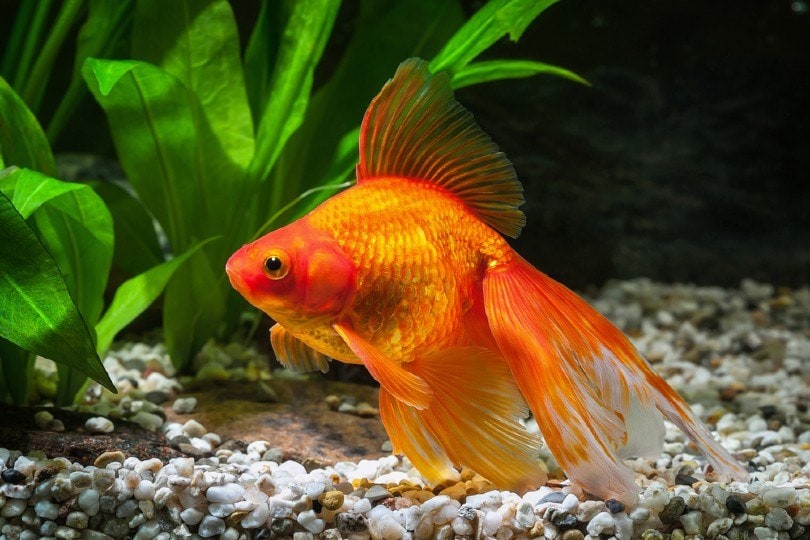 Read more about the article Действительно ли у золотых рыбок короткая память?  Ответ может вас удивить!