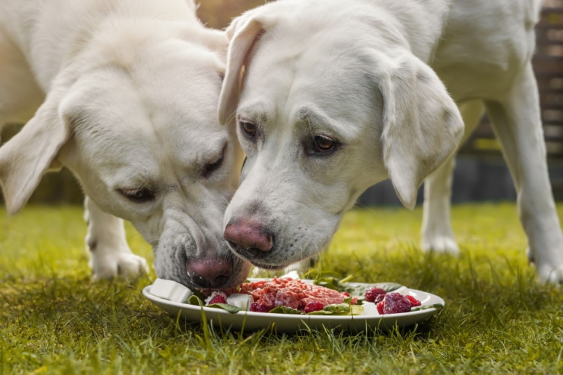 Собаки лабрадора-ретривера едят сырую пищу