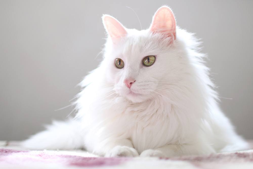 Read more about the article 22 породы белых кошек: полный список с информацией и изображениями