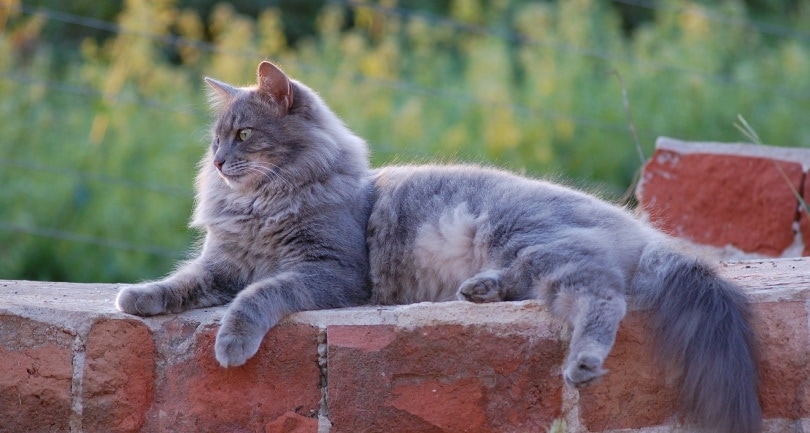 кот небелунг лежит на кирпичной стене