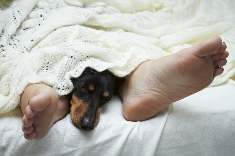 Read more about the article Почему моя собака спит под одеялом и между моими ногами?