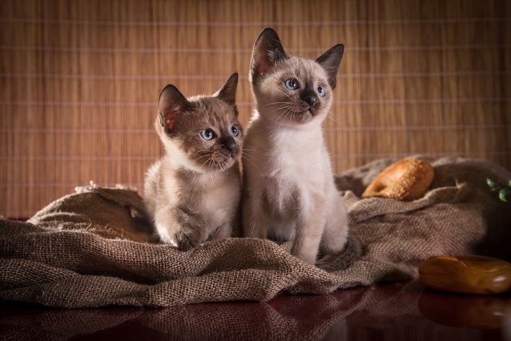 два тонкинских котенка на одеяле