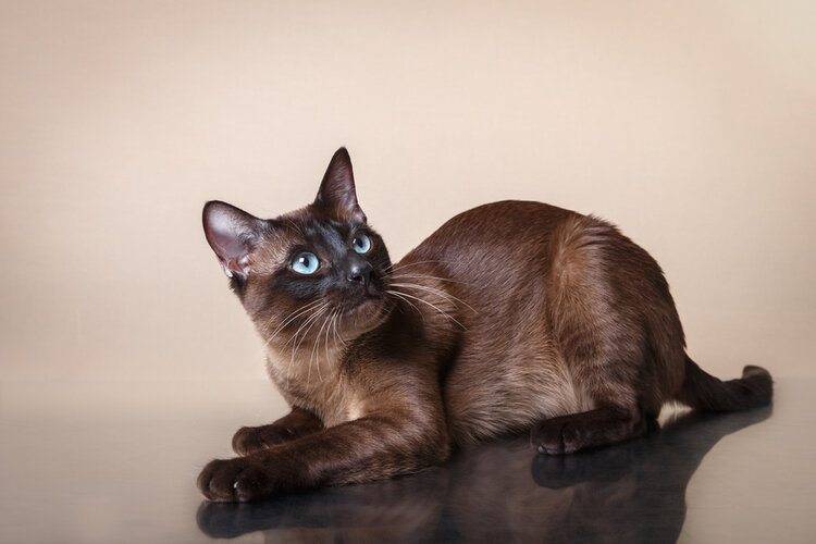 тонкинская кошка с голубыми глазами