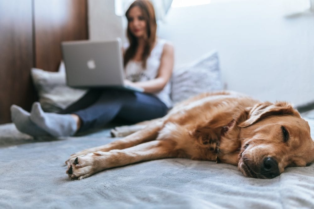 женщина с ноутбуком рядом со спящей коричневой собакой