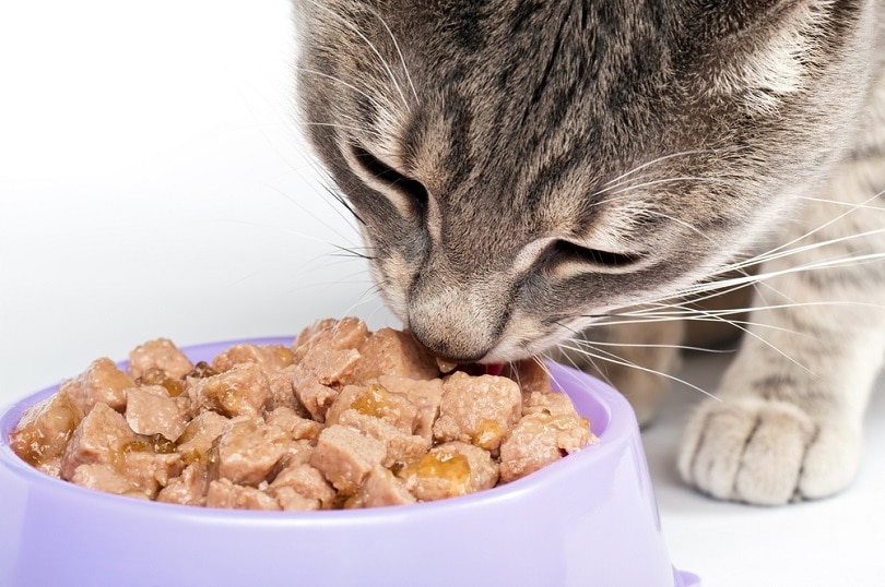 кошка ест еду из миски