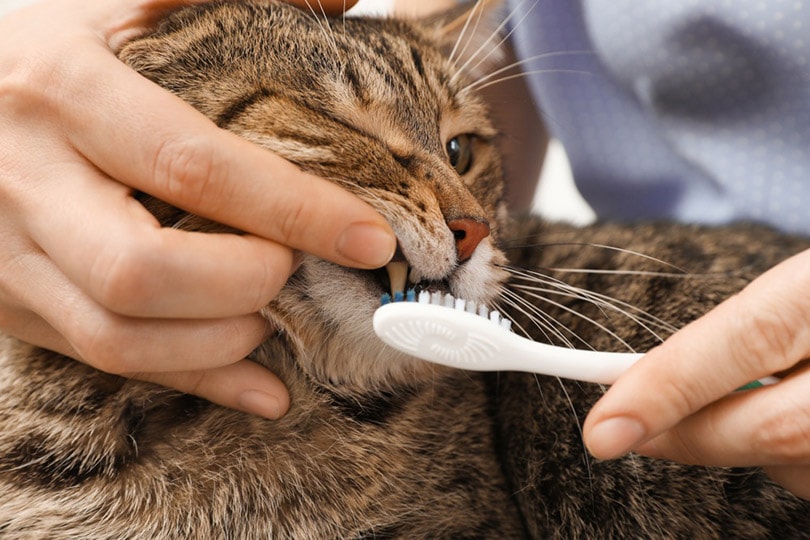 Read more about the article Сколько стоит чистка зубов у кошек?  (Руководство по ценам на 2023 г.)