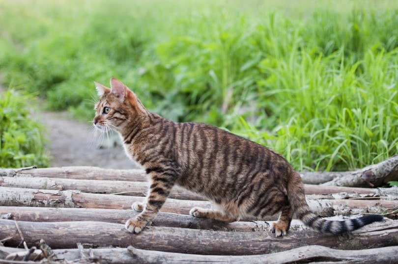 Кот Тойгер на природе