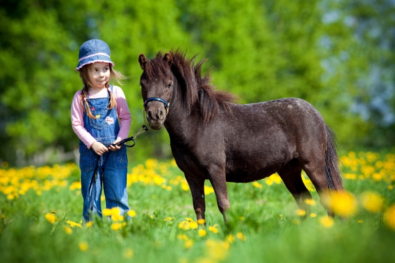 миниатюрная лошадь_Алексия Хрущева_Shutterstock