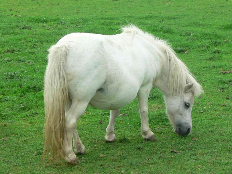 белая миниатюрная лошадь_Piqsels