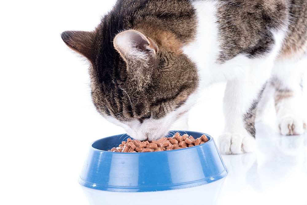 Read more about the article Кошки меньше какают на влажный корм?  Как на них влияет влажная пища?