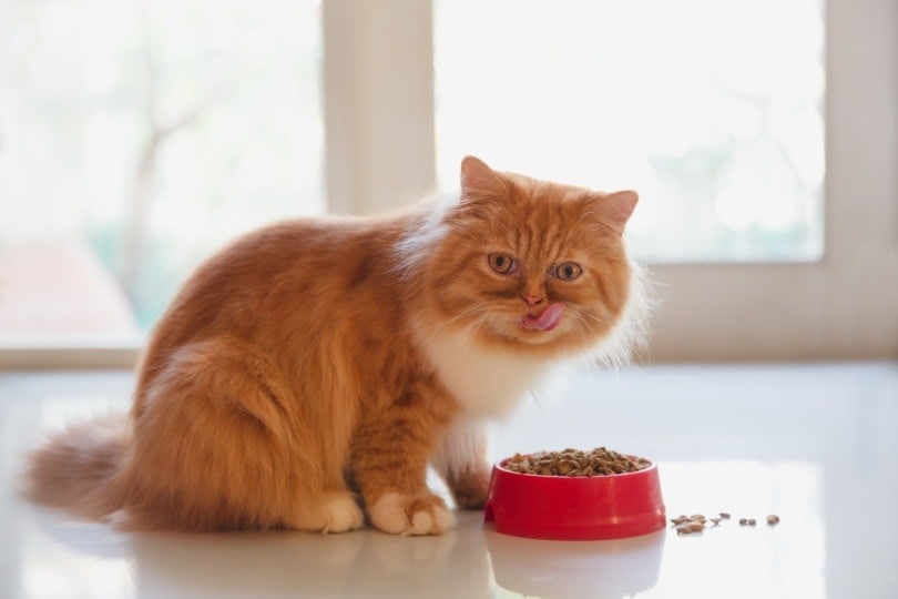 Персидская кошка ест сухой корм