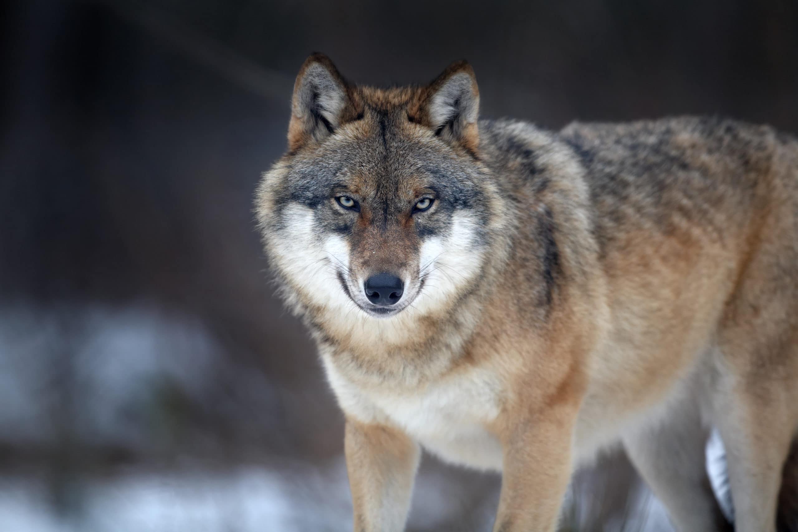 Евразийский серый волк