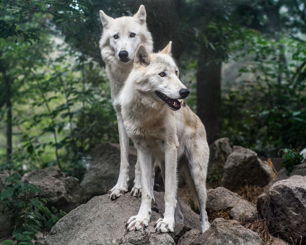два волка на открытом воздухе
