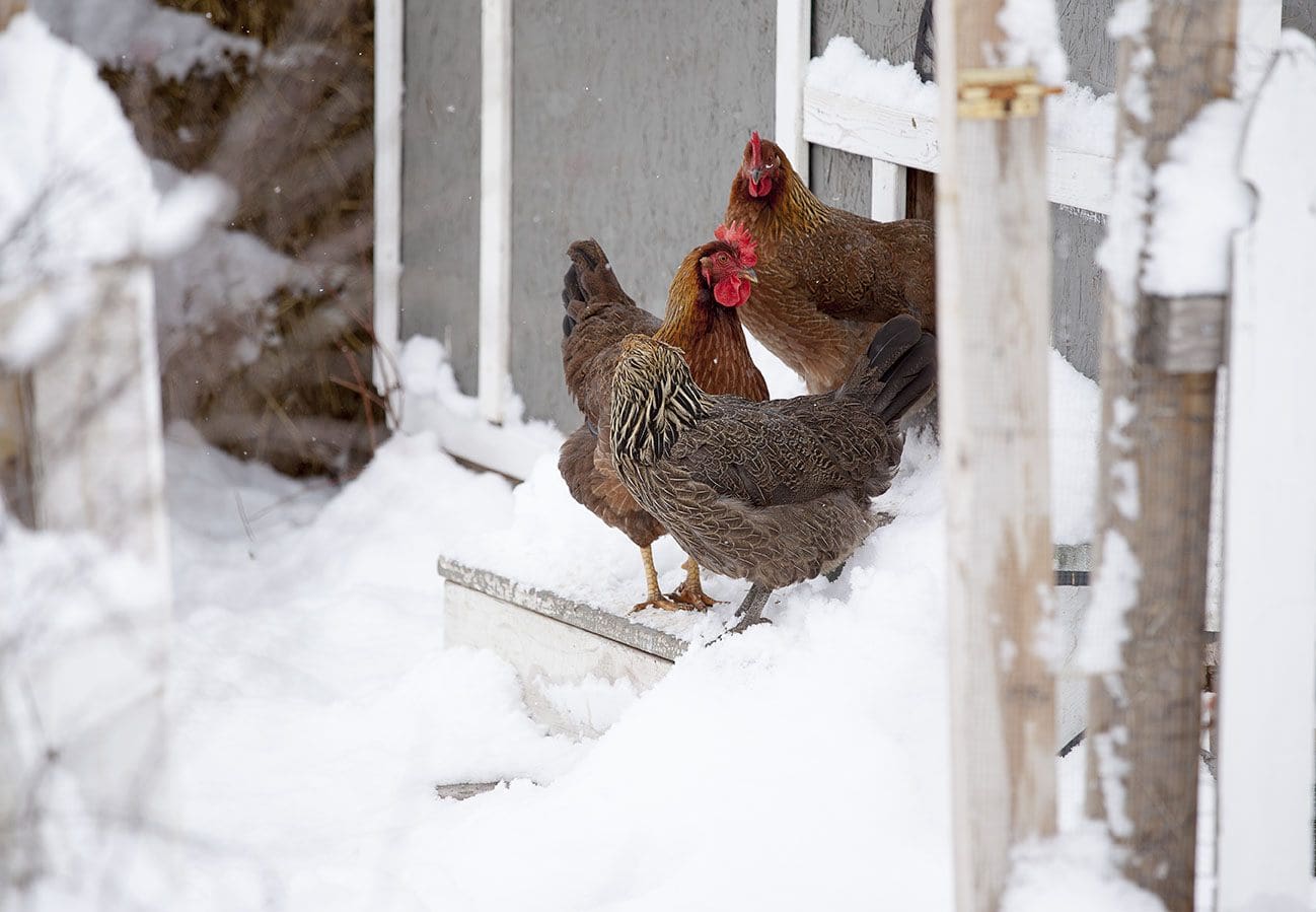 Цыплята Welsummer выходят на снег