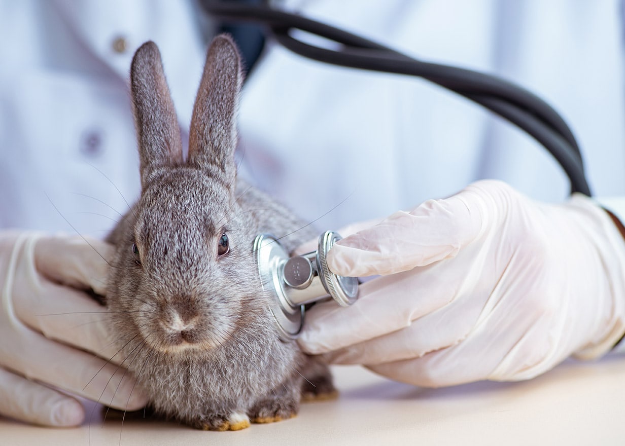 ветеринар проверяет кролика