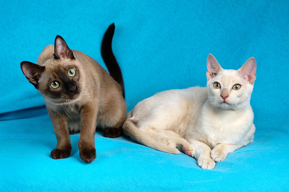 две тонкинские кошки на голубом фоне