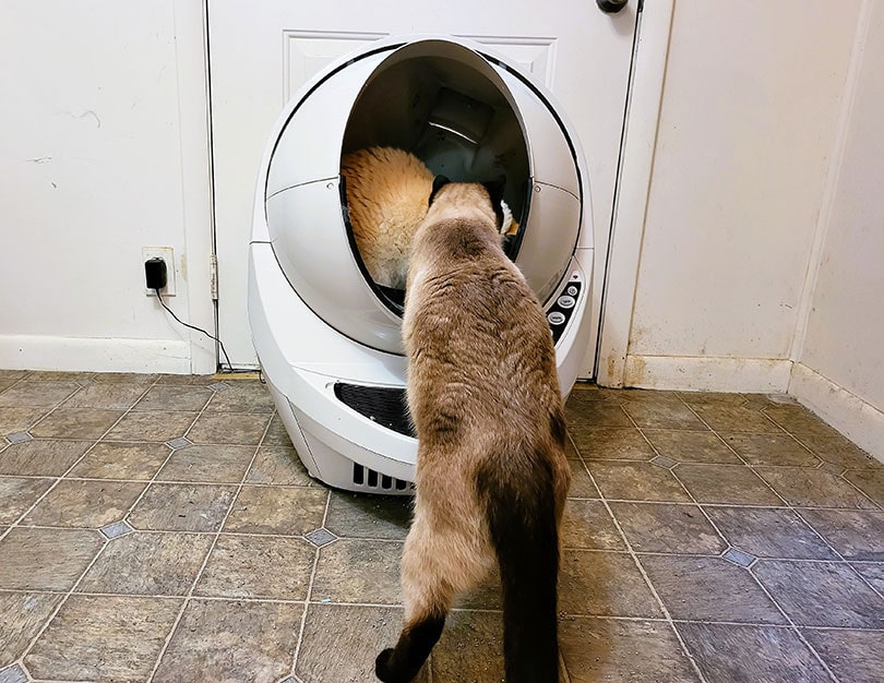 кошки пробуют робота для туалета 3 connect