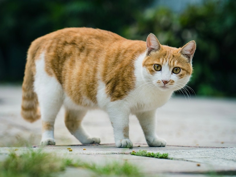 жирный полосатый кот стоит на улице